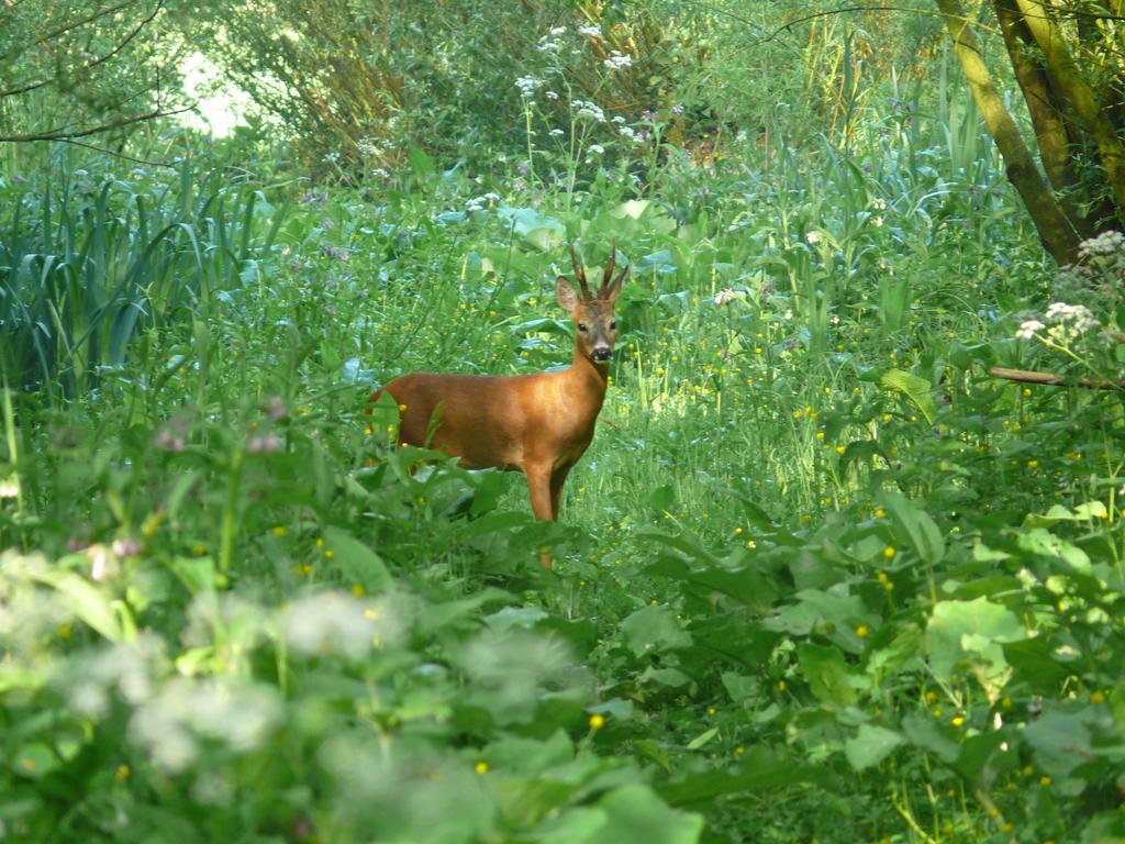 De Brabantse Biesbosch 호텔 Werkendam 외부 사진