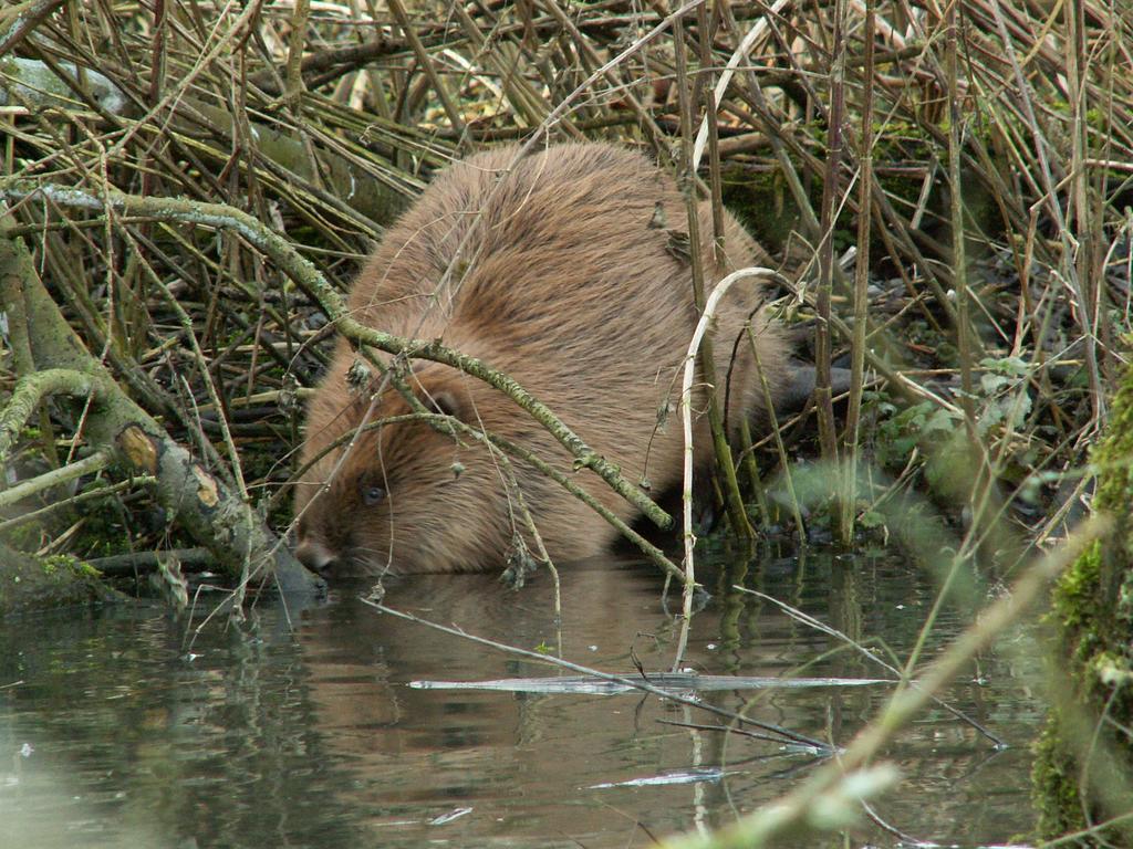 De Brabantse Biesbosch 호텔 Werkendam 외부 사진